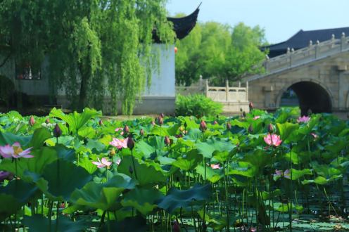 在张家港，遇见山岛之夏